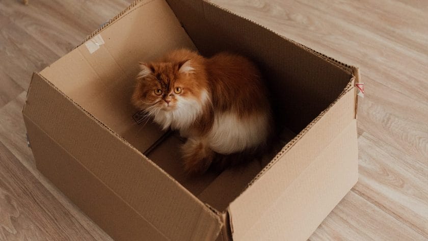 Warum lieben Katzen Kartons boxen