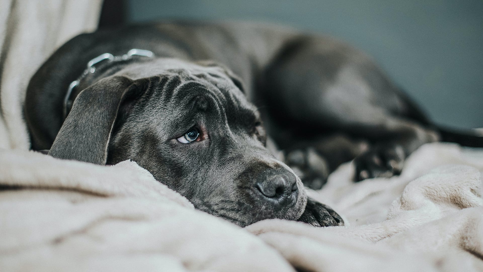 Wie reagieren Hunde auf den Tod? 2024 Pfotenforscher