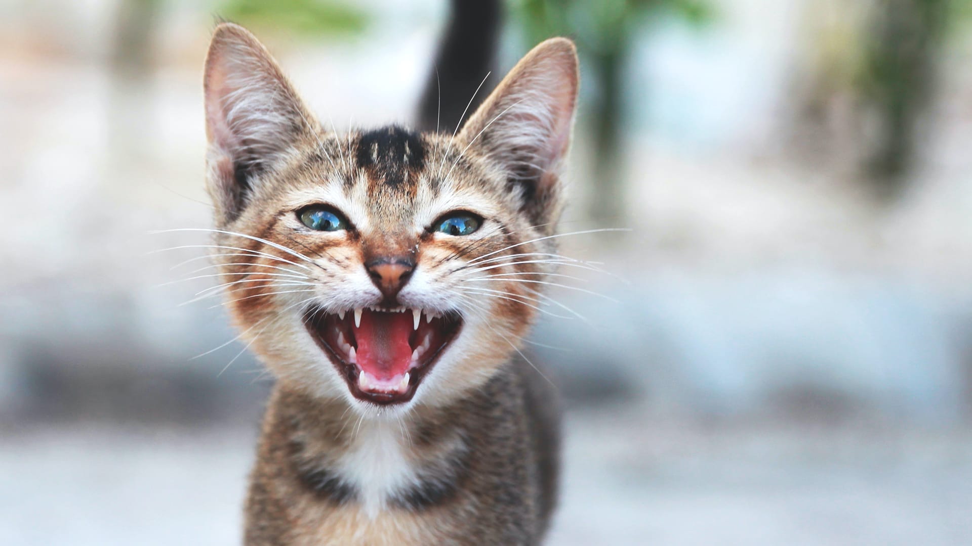 Warum Miauen Katzen und was bedeutet es